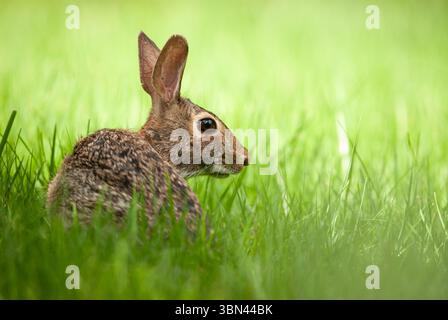 Eastern cottontail rabbit grazing on grass in a backyard lawn Stock Photo