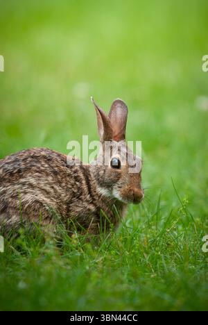 Eastern cottontail rabbit grazing on grass in a backyard lawn Stock Photo