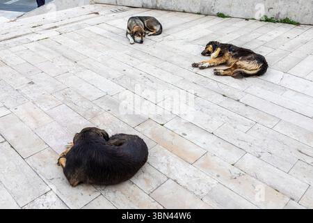 Albania, stray dogs sleeping on the sidewalk Stock Photo