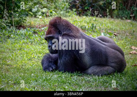 Gorillas are herbivorous, predominantly ground-dwelling great apes Stock Photo