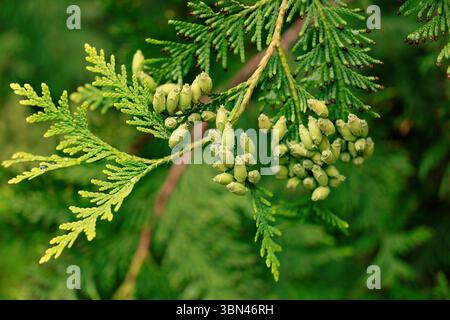 Closeup photo of thuja branch. Thuja, coniferous plants of the cypress family. Stock Photo