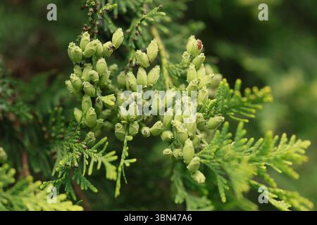 Closeup photo of thuja branch. Thuja, coniferous plants of the cypress family. Stock Photo