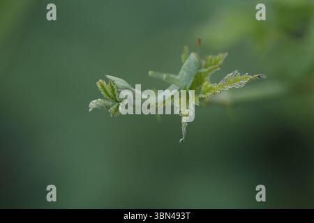 Selective focus background on the edge of green leaves with grasshoppers and blurred green background, Alcoy, Spain Stock Photo