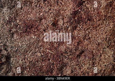 Close-up of coconut coir soil texture for sustainable gardening Stock Photo