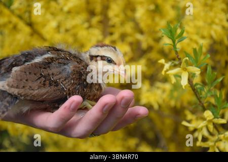 Baby chicken with yellow flowers Stock Photo