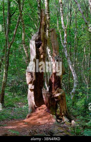 The split decaying trunk of an ancient oak tree in amongst the silver birches in Sherwood Forest. Stock Photo