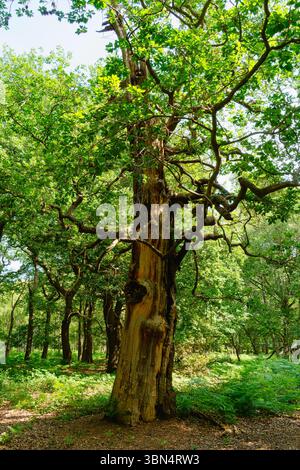 The weathered trunk of an ancient oak tree standing in a clearing in Sherwood Forest. Stock Photo