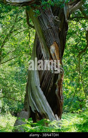 Deep in Sherwood Forest amongst the bracken stands the twisted hollow trunk of an oak tree. Stock Photo