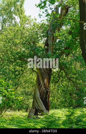 Twisted, hollow trunk of an ancient oak tree deep in Sherwood Forest. Stock Photo