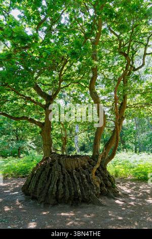 The strange shaped Medusa Oak, deep within Sherwood Forest on a bright summer morning. Stock Photo