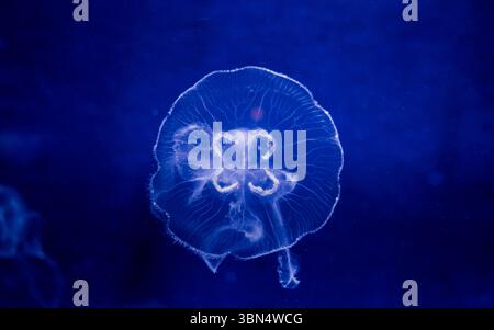 A single translucent jellyfish floating gracefully in deep blue water Stock Photo