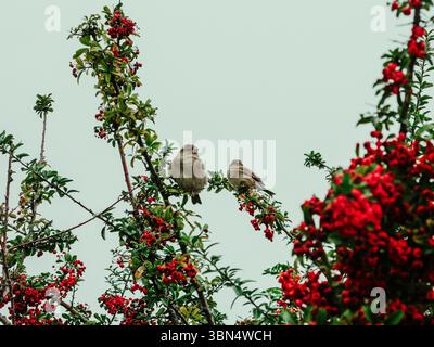 Two small brown birds perched on branches with red berries against a pale sky Stock Photo