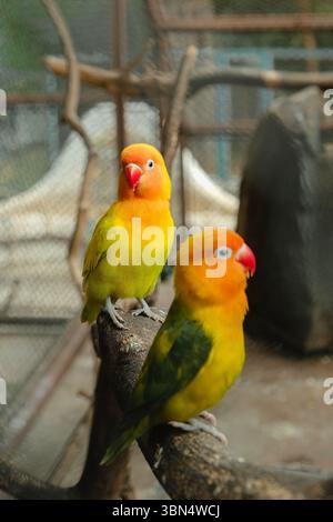 Two colorful lovebirds perched on a branch inside an aviary Stock Photo
