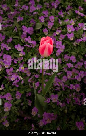 Single red tulip blooming among purple flowers in a spring garden Stock Photo