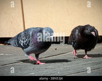 Two Urban Pigeons Walking in Sync on Pavement – Blurred Background Stock Photo