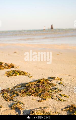 Seaweed on the seashore. Sunset. Sandy seashore. Stock Photo