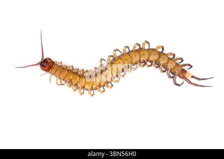 one dead overturned centipede on white. Stock Photo