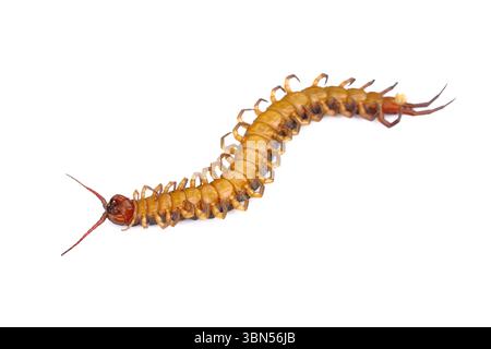 one dead overturned centipede isolated on white. Stock Photo