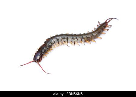 one dead centipede isolated on white. Stock Photo