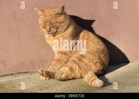 Ginger cat basking in the sun against a wall Stock Photo