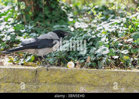 A hooded crow (Corvus cornix) stands alert next to a broken egg on a mossy stone wall, a trace of yolk still visible on its beak. Stock Photo