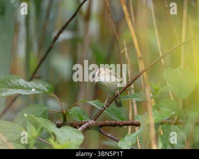 Eurasian reed warbler perched on a branch in Dubnany, Czechia, looking down Stock Photo