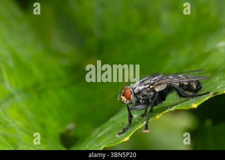 Close up of a flesh fly standing on a bright green leaf in a natural environment Stock Photo