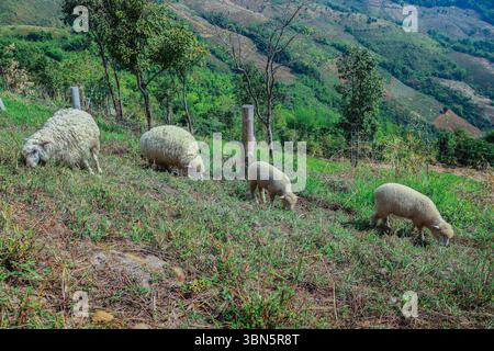 sheep family eating grass on the mountain farm. Stock Photo