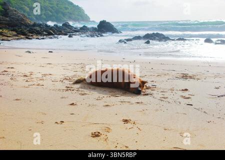 brown fluffy sleeping dog on sand beach. Stock Photo