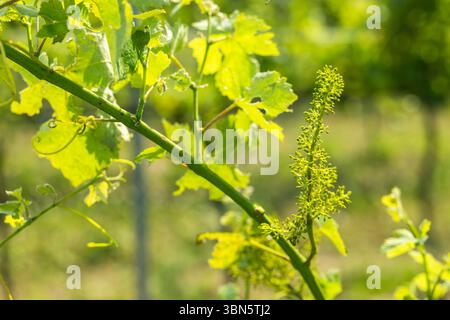 Close up of a young green inflorescence of grapes growing on a vine branch in a vineyard in South Moravian Region Stock Photo