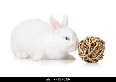 Small decorative rabbit of white color sniffs a toy made of straw in the shape of a ball isolated on white background Stock Photo