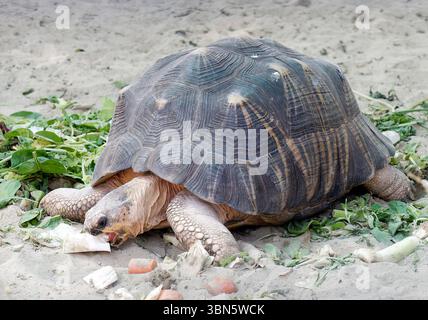 Tortue étoilée d'Inde