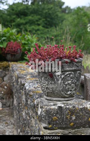 Succulents on a stone wall Stock Photo