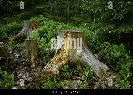 Weathered tree stumps surrounded by lush greenery in a forest Stock Photo