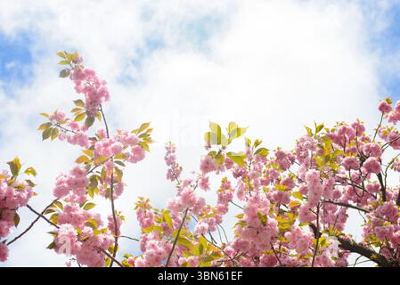 Low angle view of branches of Sakura cherry blossoms in full bloom against wispy cloudy sky Stock Photo