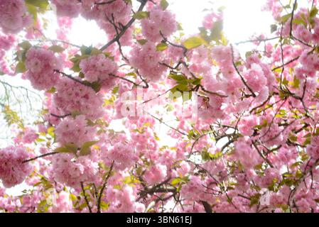 Branches of Sakura cherry blossoms in full bloom Stock Photo