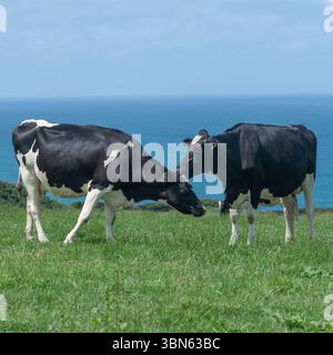holstein cows in a field by the sea Stock Photo
