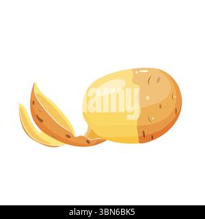 whole peeled potatoes in section isolated on white background. Stock Vector