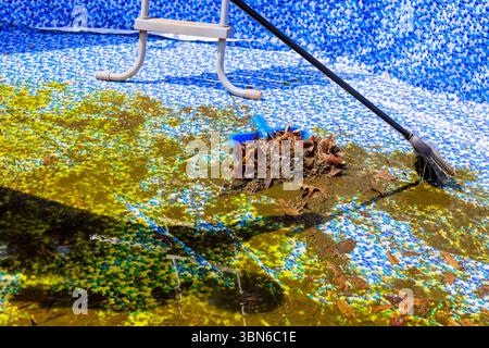Worker is removing leaves algae from dirty swimming pool in backyard, indicating summer maintenance work. Stock Photo