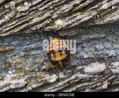 Pupa stage of probably the Multicoloured Asian Lady Beetle, Harmonia axyridis, in Northumberland, UK Stock Photo