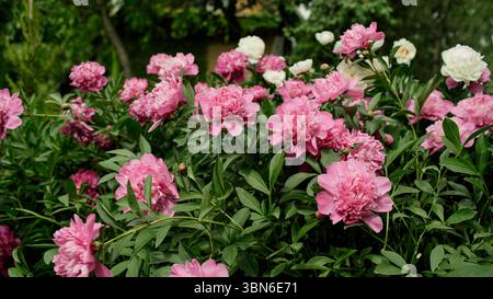 A bush of pink double peonies blooms in the garden. Paeonia lactiflora ...