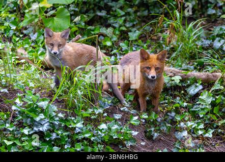 Two red fox "Vulpes vulpes". adult with cute young baby cub or kit in green forest. Colorful wild mammals in Dublin, Ireland Stock Photo