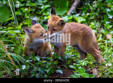 Two red fox cub siblings "Vulpes vulpes" playing together and fighting with affection. Cute adorable wild animals with orange fur. Dublin, Ireland Stock Photo
