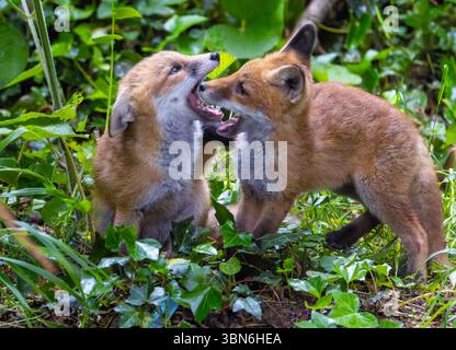 Two red fox cub siblings "Vulpes vulpes" playing together and fighting with affection. Cute adorable wild animals with orange fur. Dublin, Ireland Stock Photo