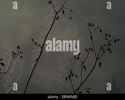 silver droplets of dew form glittering strings like sparkling gems on the silken strands of spider's web at dawn in Florence, Italy Stock Photo