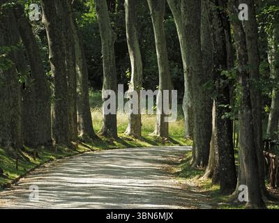 light & shade of irregular upright trunks of mature Plane trees (Platanus orientalis) on tree-lined estate driveway in Pratolino, Florence,Italy Stock Photo