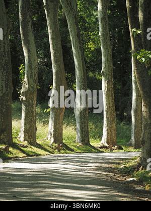 light & shade of irregular upright trunks of mature Plane trees (Platanus orientalis) on tree-lined estate driveway in Pratolino, Florence,Italy Stock Photo