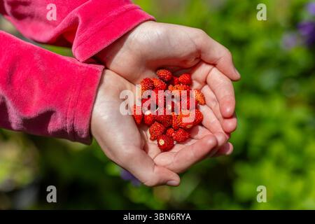 Fresh wild strawberries in child's hands. A child holding freshly picked wild strawberries in cupped hands, showcasing natural harvest, freshness, and Stock Photo