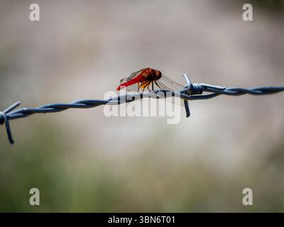 Saintes-Maries-de-la-Mer, Camargue, France - August 11, 2018. Scarlet dragonfly, or Crocothemis erythraea, resting on a barbed wire in the Pont-de-Gau Stock Photo
