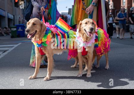 Two golden retrievers all dressed up for Toronto Pride on June 28, 2025. Stock Photo